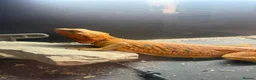 Bearded Dragon reptiles for sale: Bearded Dragon Male OTO in Leyland - Advert 1