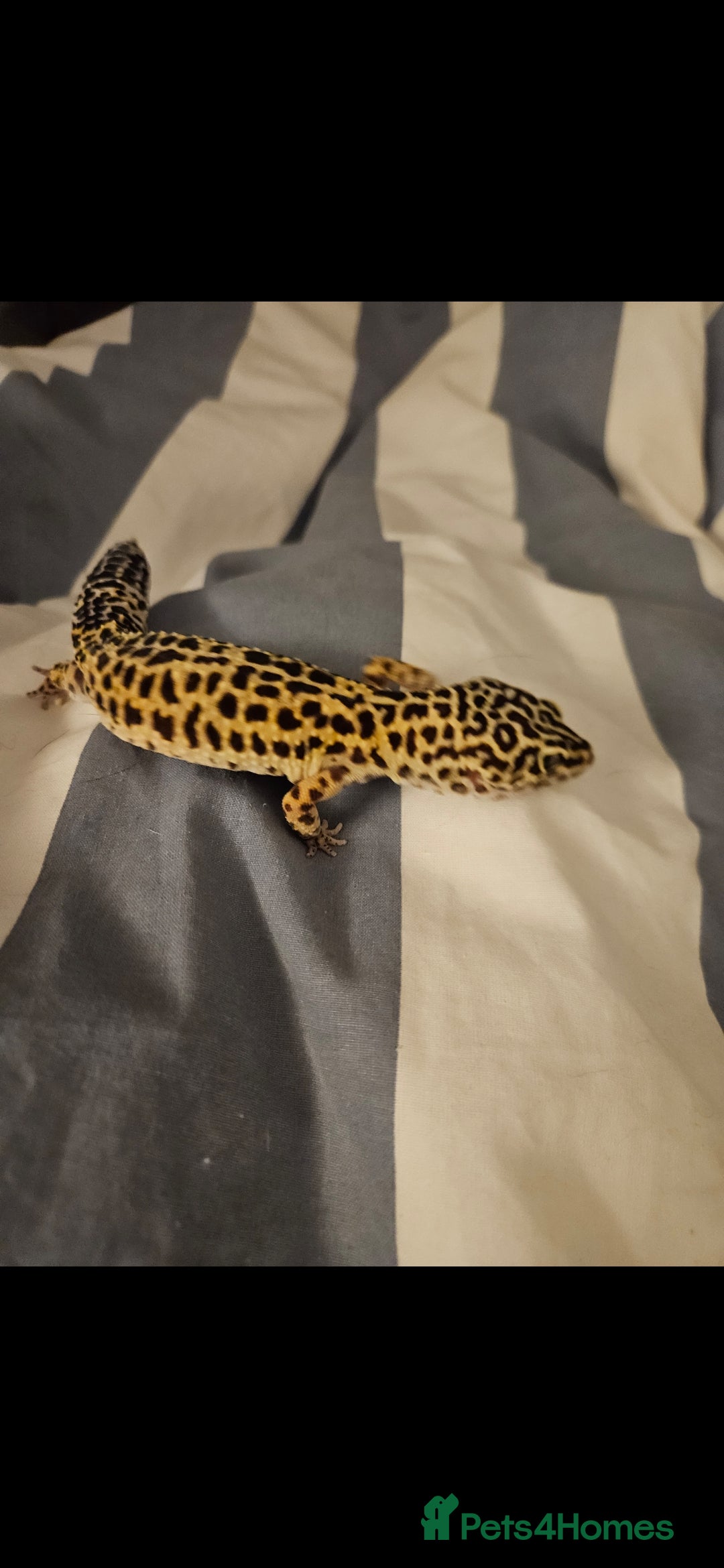 Leopard Gecko reptiles Poppy Female leopard gecko in Bruton - Advert 13