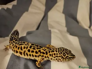 Leopard Gecko reptiles Poppy Female leopard gecko in Bruton - Advert 13