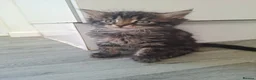 Maine Coon cats for sale: Maine coon cross very fluffy kittens  in Abergavenny - Advert 10