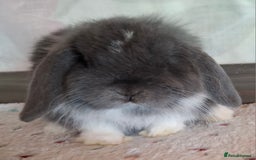 Mini Lop rabbits for sale: Mini lop kits - Image 10