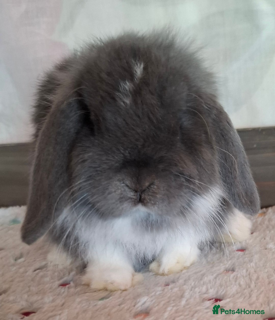 Mini Lop rabbits for sale: Mini lop kits - Image 10