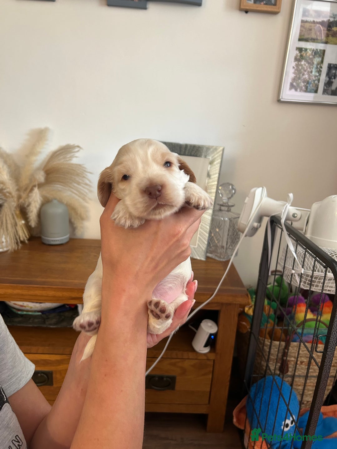 Cocker Spaniel dogs for sale: Gorgeous Cocker Spaniel Puppies - Image 1