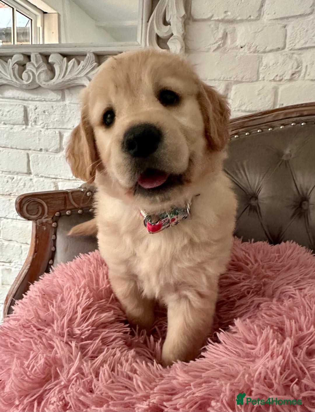 Golden Retriever dogs for sale: Golden retriever puppies READY NOW - Image 23