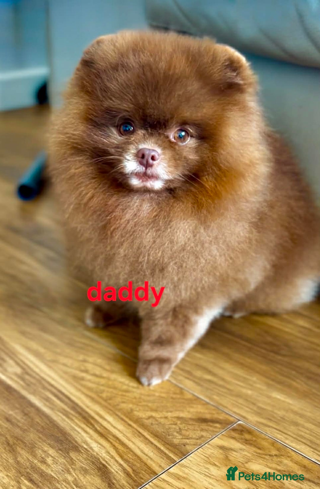Pomeranian dogs for sale: Pomeranian puppy - Advert 7