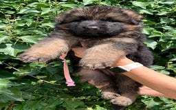 German Shepherd dogs for sale: Long Haired GSD Puppies. Only 1 boys LEFT!  - Image 24