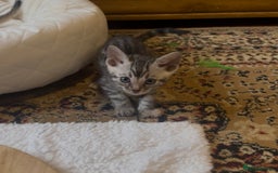 Bengal cats for sale: 💎💎💎 Luxury Bengal Kittens Available  - Image 32
