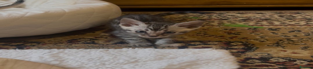 Bengal Kitten 4
