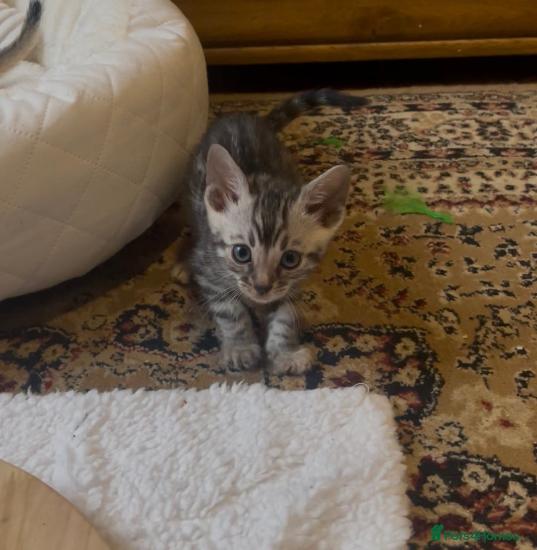 Bengal cats for sale: 💎💎💎 Luxury Bengal Kittens Available  - Image 32