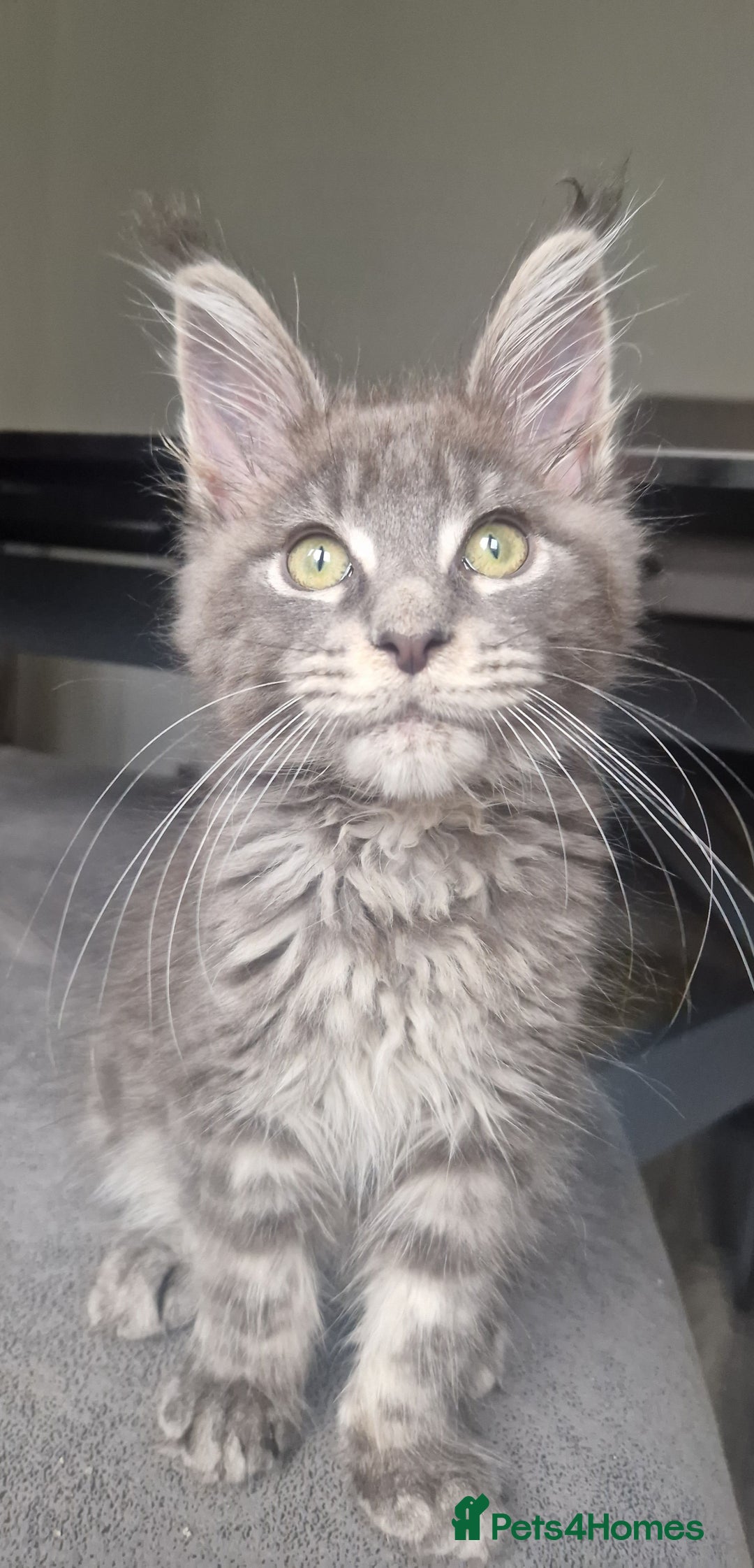 Maine Coon cats for sale: Maine coon kittens  - Image 19