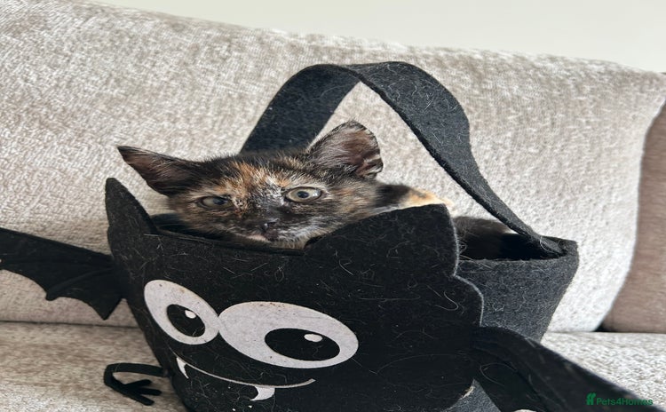 Mixed Breed cats - Advert 7