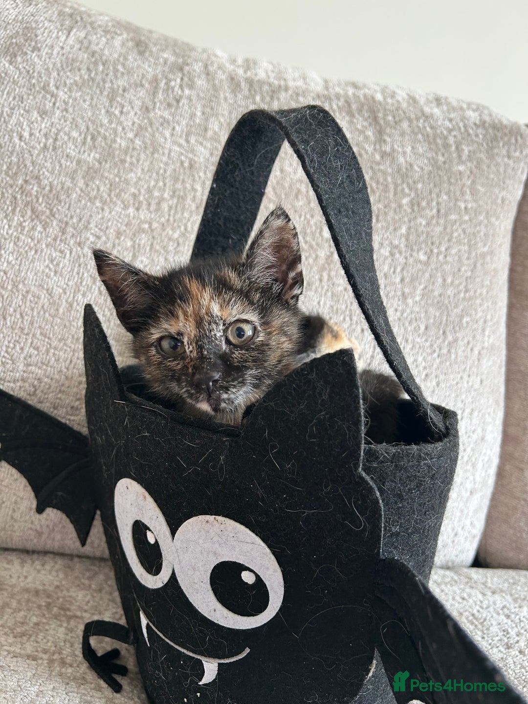 Mixed Breed cats for sale: 6 beautiful kittens ready now (4 left) - Image 1