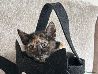 Mixed Breed cats - Advert 5