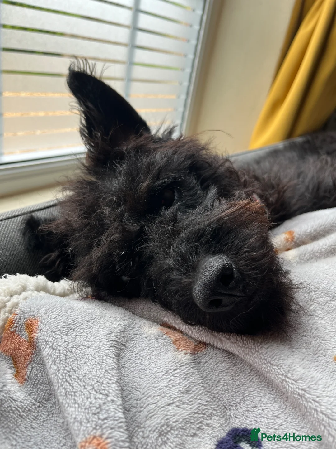 Patterdale Terrier dogs for sale: 4yr old Patterdale Terrier - Advert 7