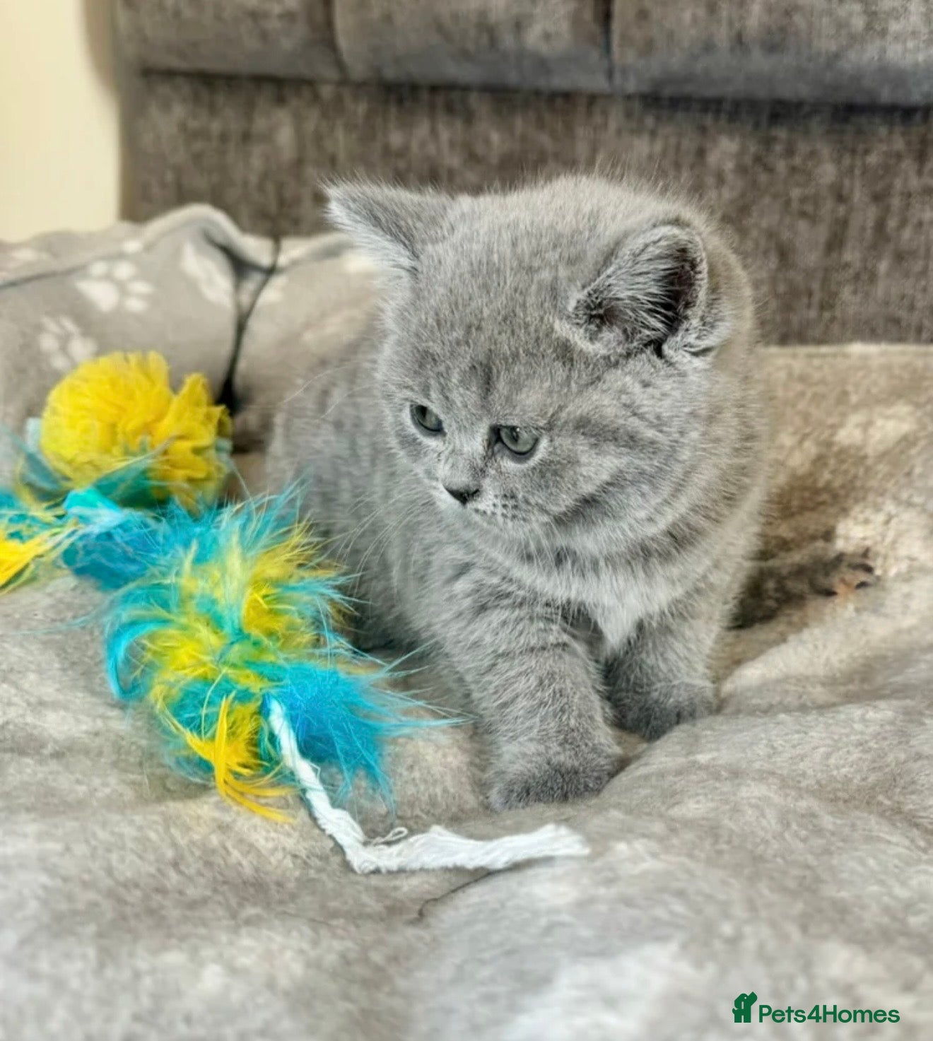 British Shorthair cats British shorthair kittens  - Advert 1