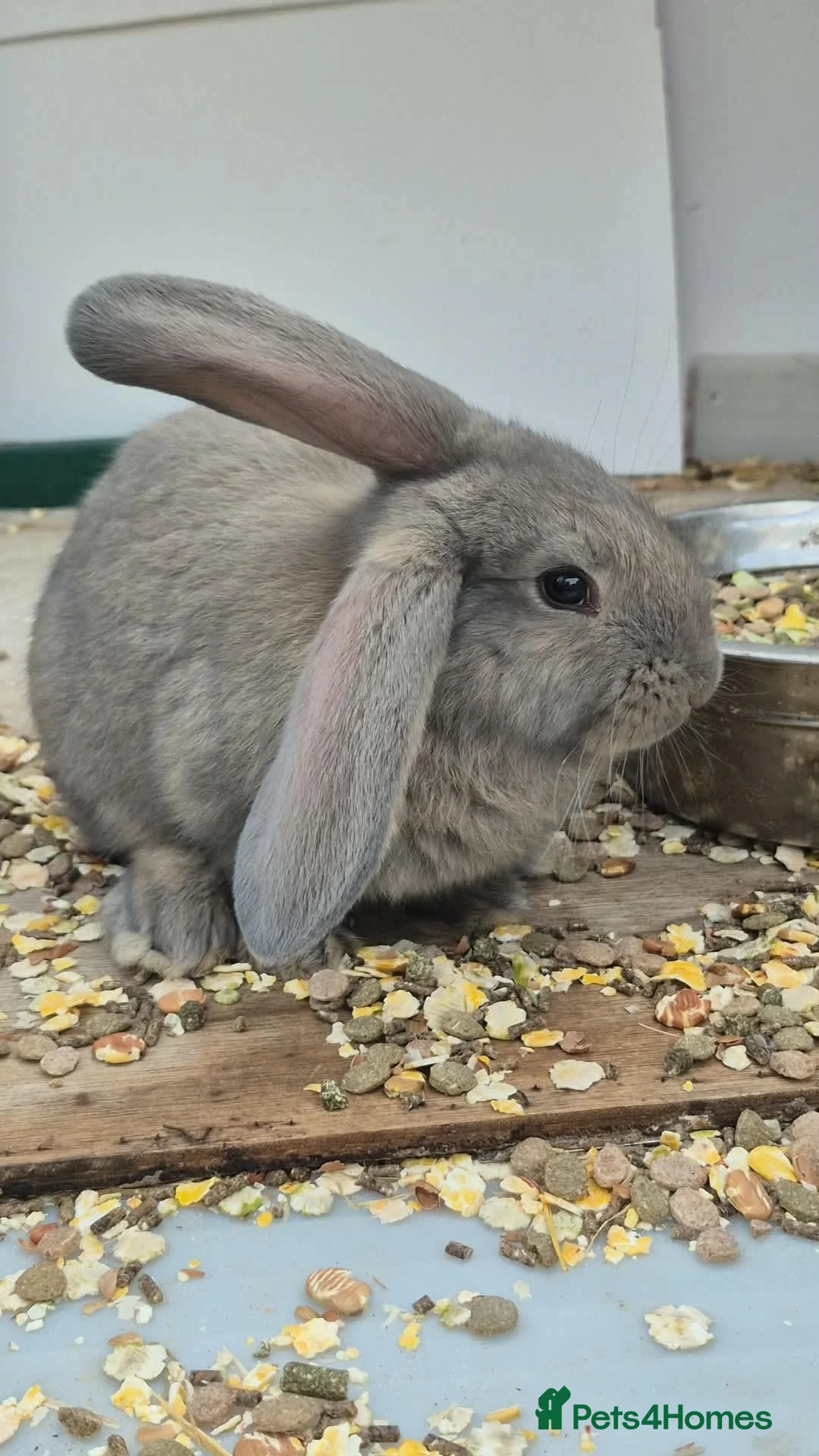 Continental Giant rabbits for sale: Baby FULL Continental Giant rabbits in Castleford - Advert 1