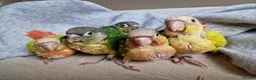 Conures birds for sale: Beautiful fully hand reared conure baby's  - Advert 4