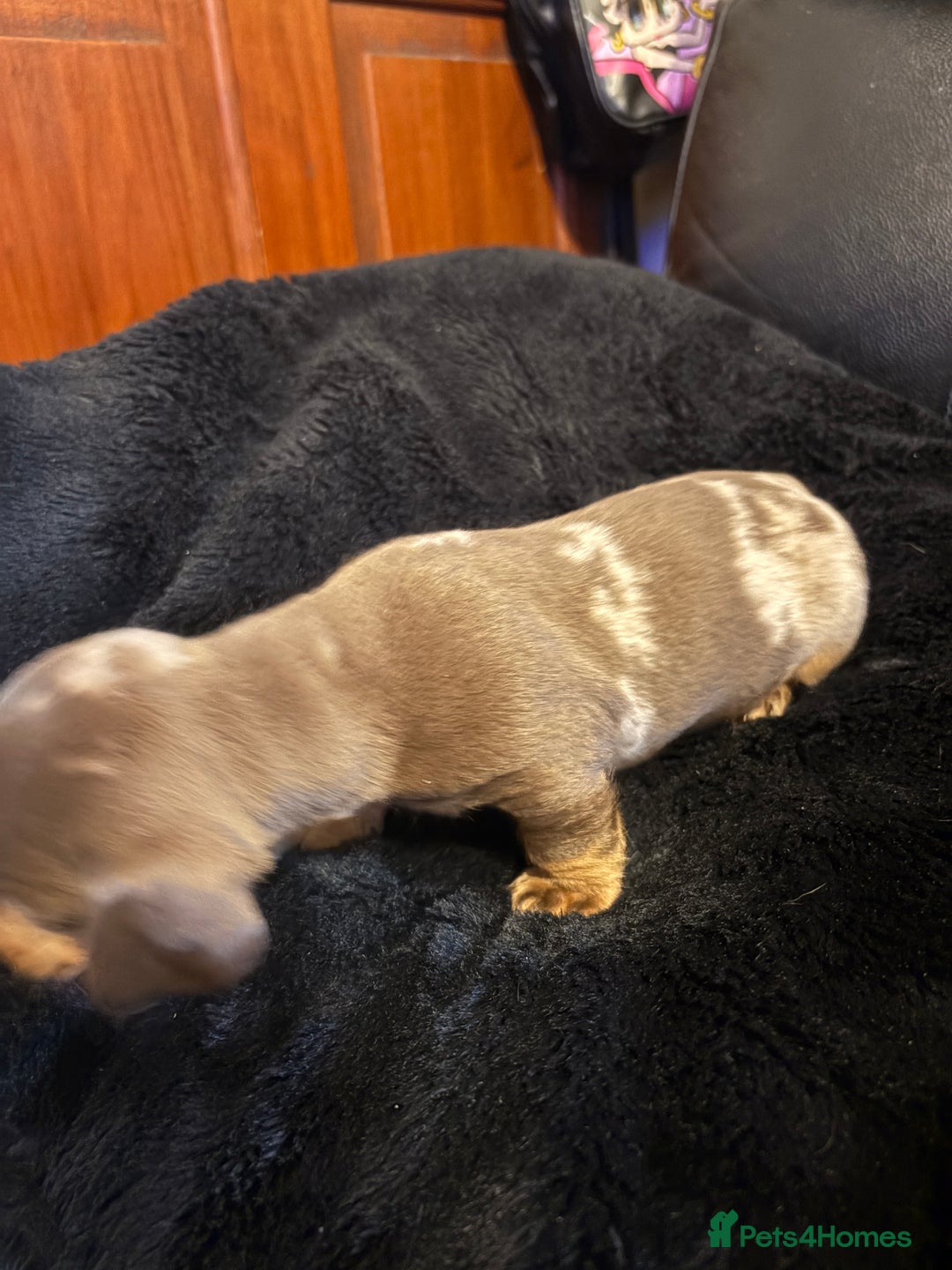Miniature Dachshund dogs for sale: Stunning little boys - Image 3