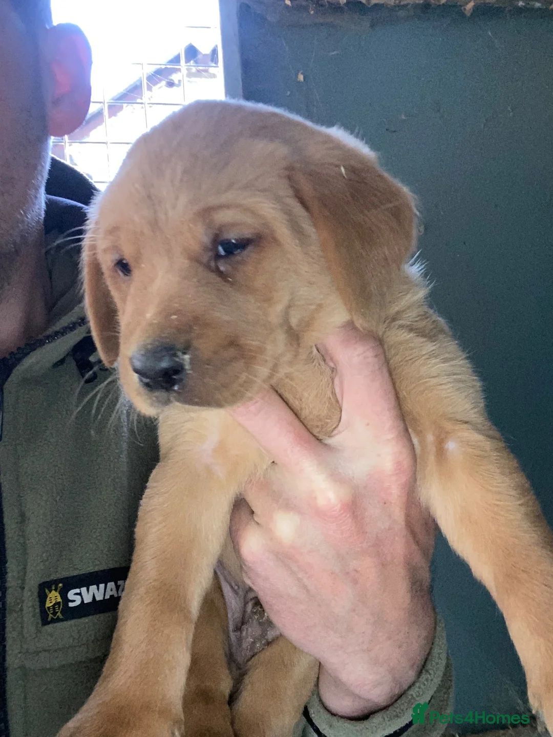 Labrador Retriever dogs for sale: Fantastic mixed litter red/yellow labs in Hexham - Advert 4