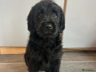Labradoodle dogs - Advert 13