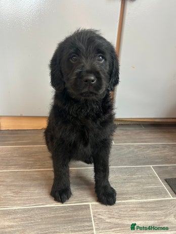 Labradoodle dogs - Advert 16