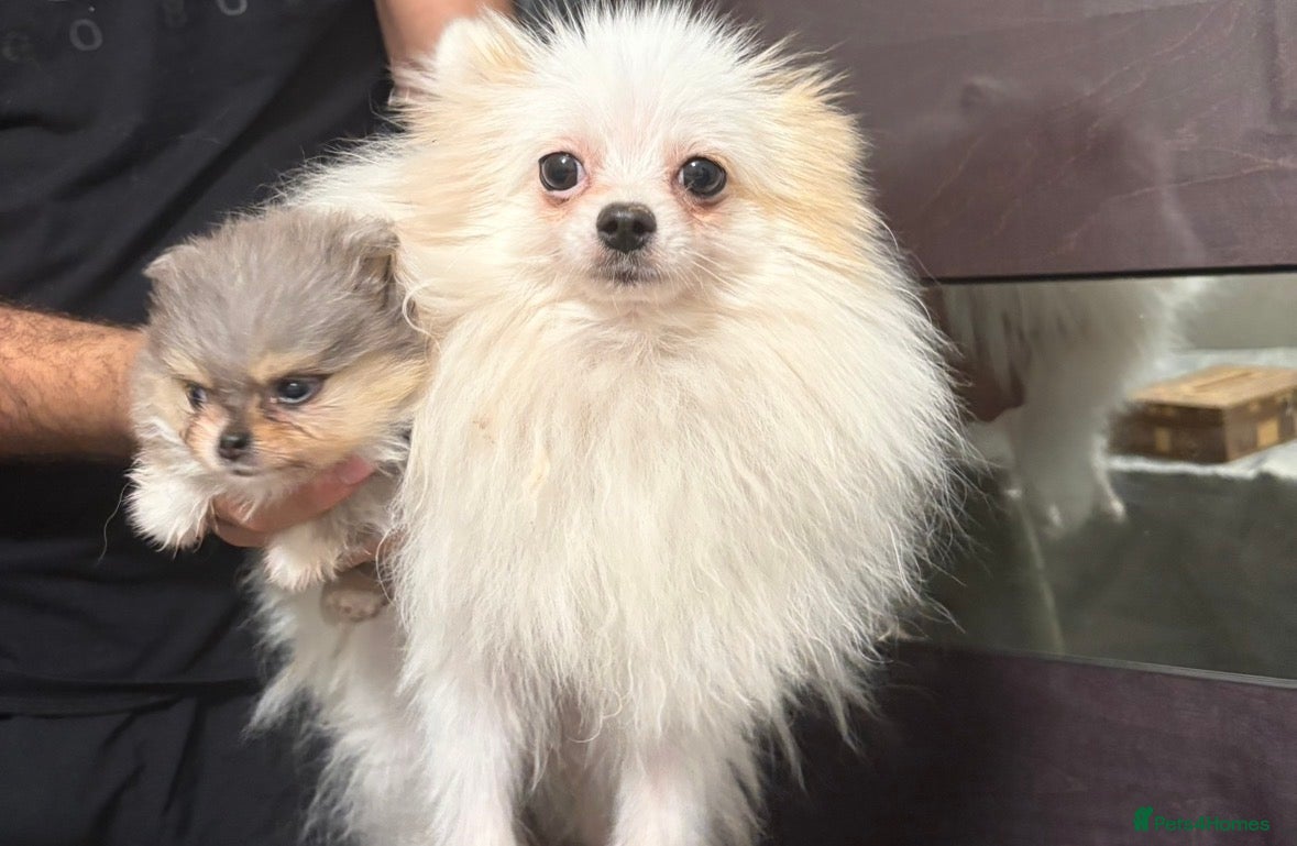 Pomeranian dogs TINY🏆 Merle & cream Pomeranian 🐾puppy’s   - Advert 2