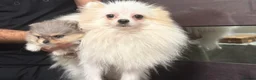 Pomeranian dogs for sale: TINY🏆 Merle & cream Pomeranian 🐾puppy’s   - Advert 2