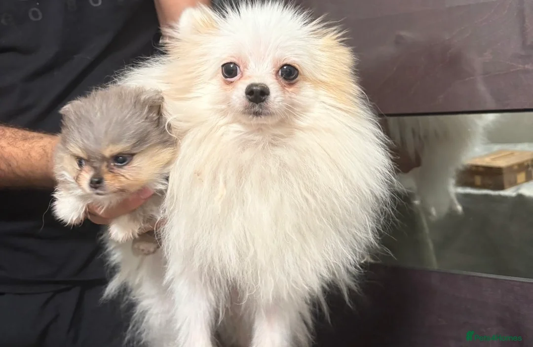 Pomeranian dogs for sale: TINY🏆 Merle & cream Pomeranian 🐾puppy’s   - Advert 2