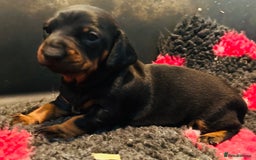 Dachshund dogs for sale: BEAUTIFUL KC REG STANDARD SMOOTH DACHSHUNDS  - Image 1