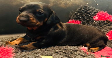 Dachshund dogs - Advert 10