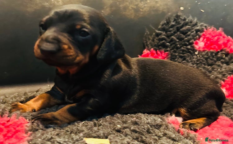 Dachshund dogs - Advert 12