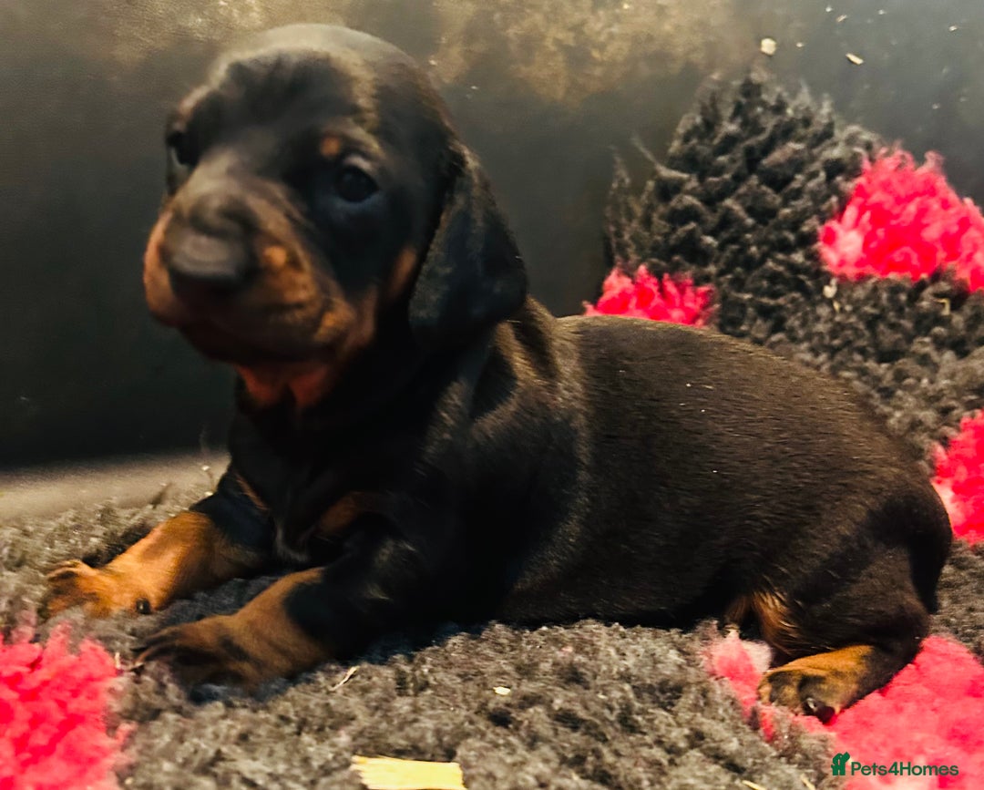 Dachshund dogs for sale: BEAUTIFUL KC REG STANDARD SMOOTH DACHSHUNDS  - Image 1