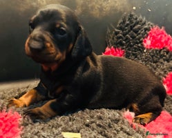 Dachshund dogs - Advert 6