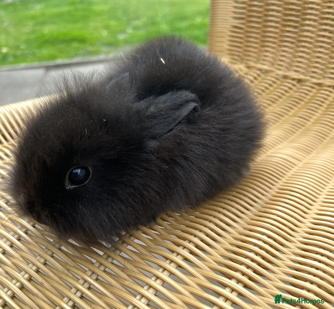 Lionhead rabbits for sale: Baby Lionhead bunnies ready to reserve ! - Advert 2