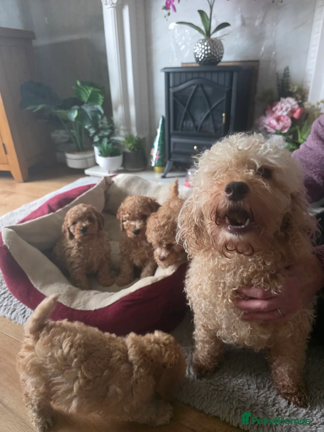 Cockapoo dogs for sale: Cream Cockapoo puppies - Advert 13