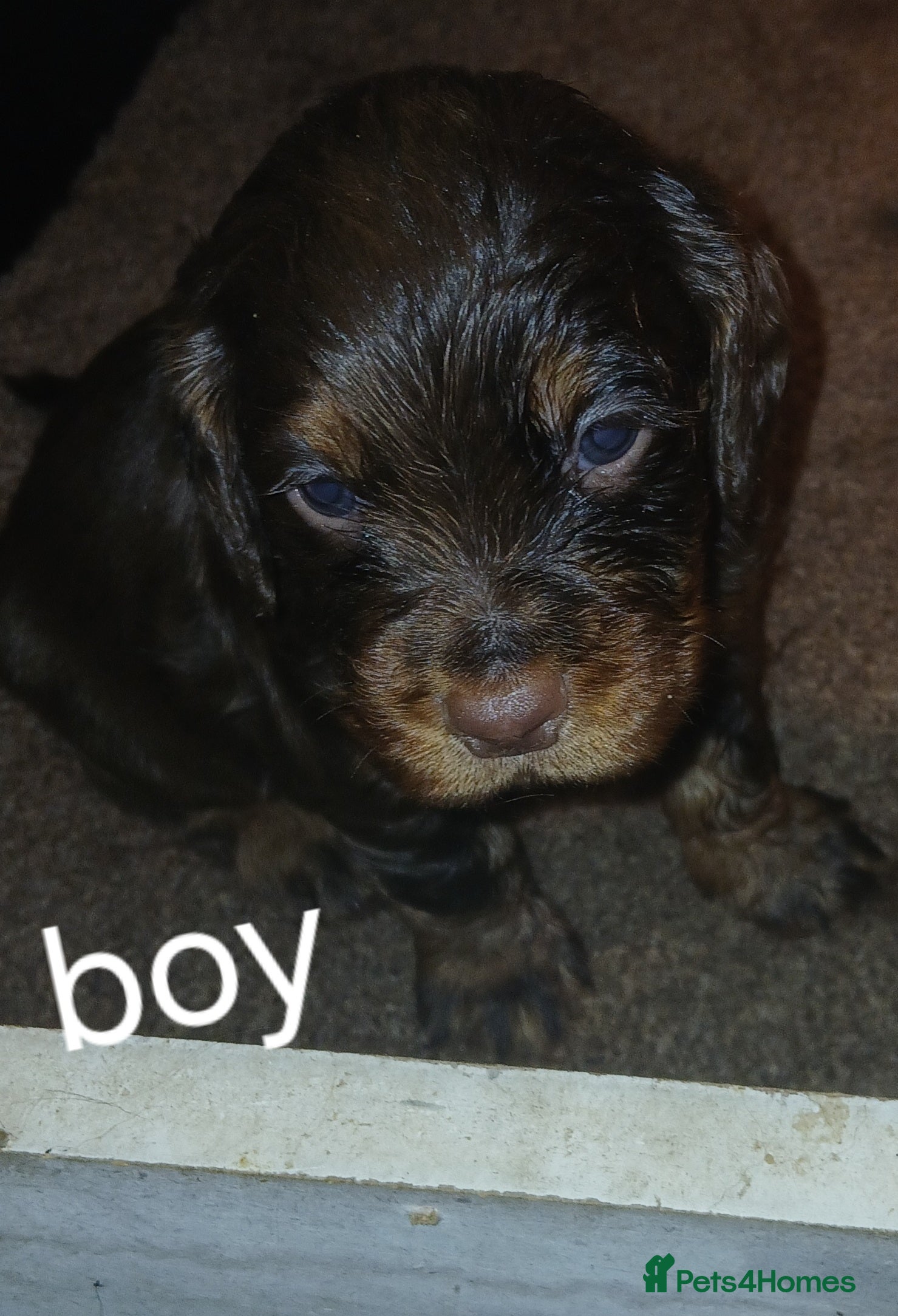 Cocker Spaniel dogs 5 cocker spaniel puppies  - Advert 1