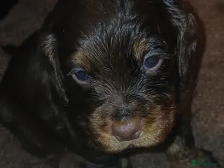 Cocker Spaniel dogs 5 cocker spaniel puppies - Advert 1