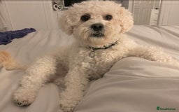 Cavapoo dogs for stud: Gorgeous F1 Cavapoo for stud - Image 3
