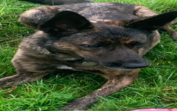 Belgian Shepherd Dog dogs for sale: Belgium Shepard girl needs new home - Image 7