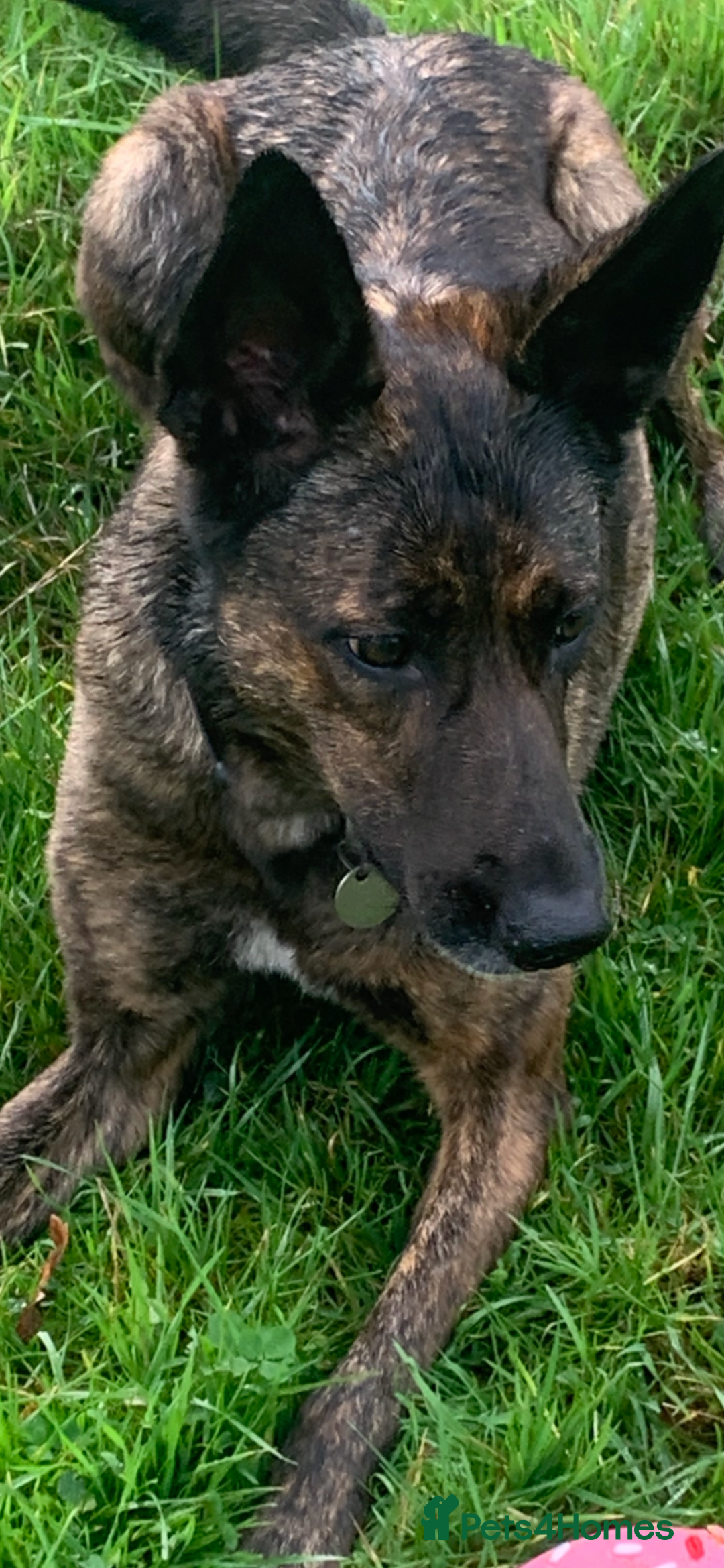 Belgian Shepherd Dog dogs for sale: Belgium Shepard girl needs new home - Image 7