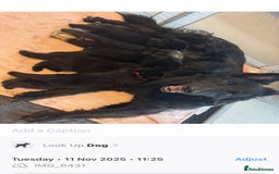 German Shepherd dogs for sale: Shepherd puppies for sale  - Image 5