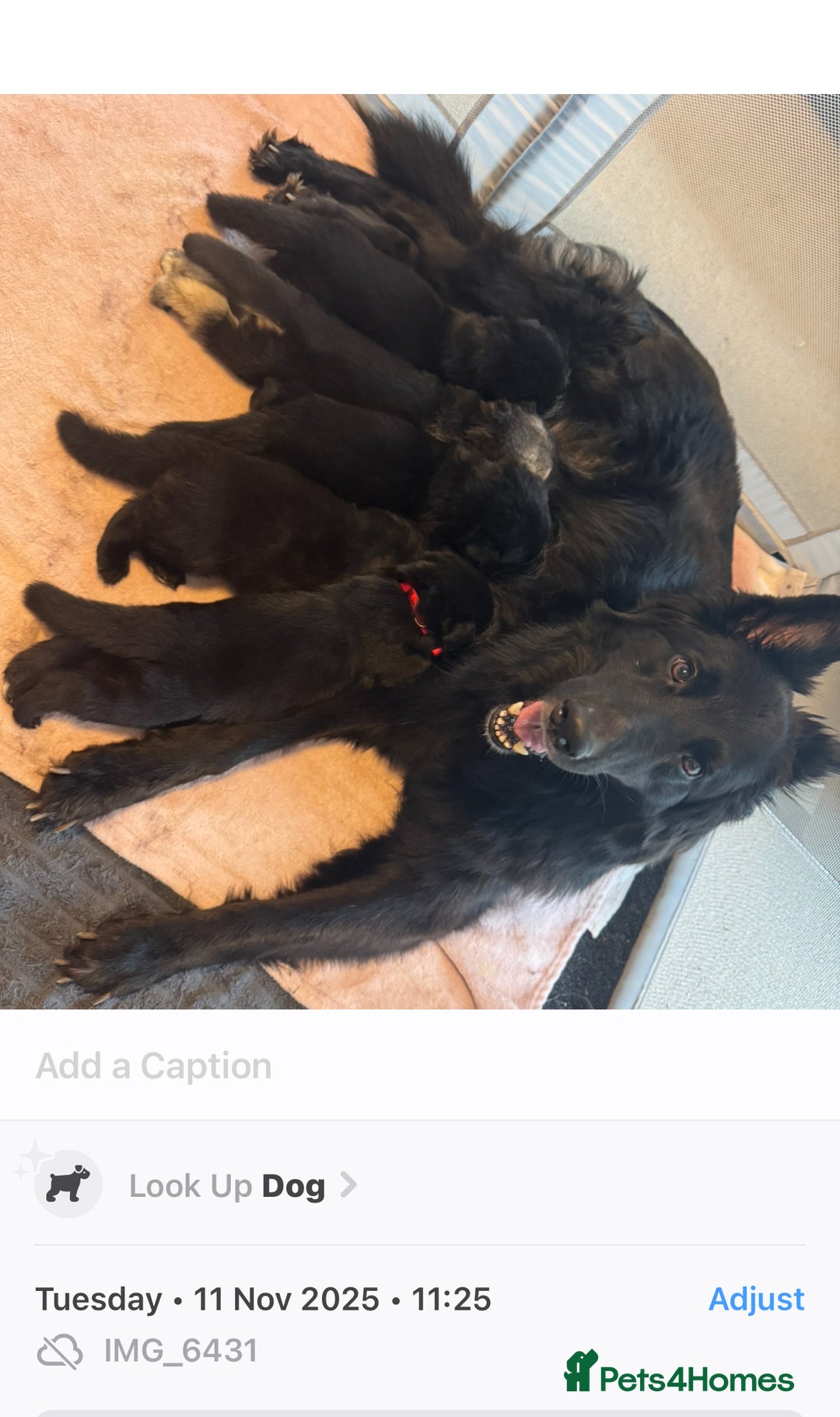 German Shepherd dogs for sale: Shepherd puppies for sale  - Image 5