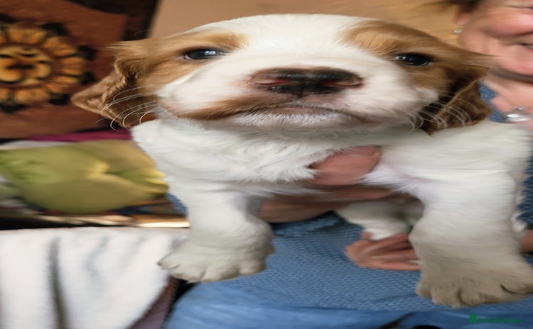 Cocker Spaniel dogs - Advert 6