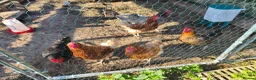 Chickens poultry for sale: 6 x chickens for sale  in Goole - Advert 5