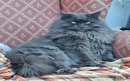 Maine Coon cats for sale: Maine Coon kittens available Chunky and confident - Image 22