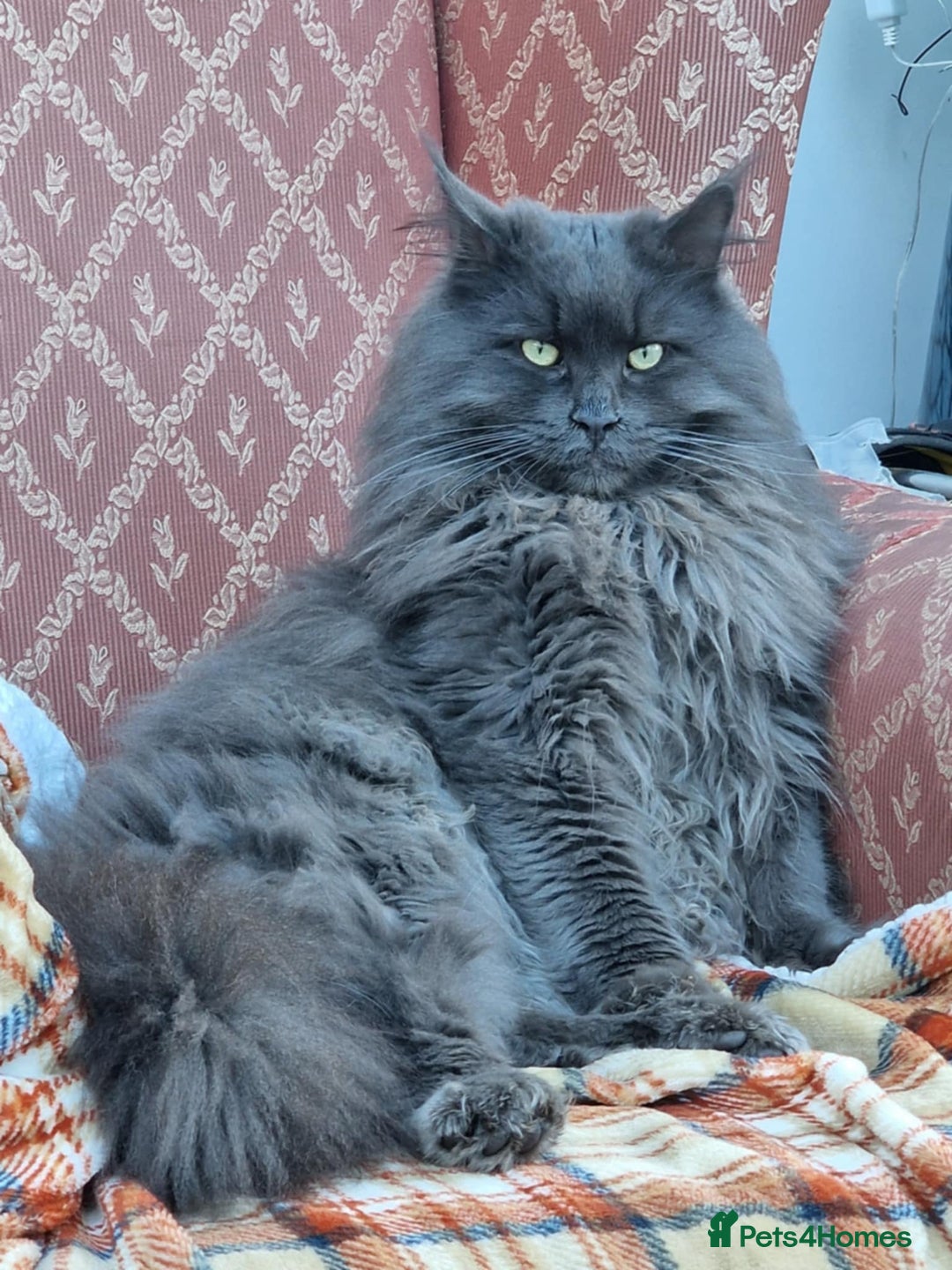 Maine Coon cats for sale: Maine Coon kittens available Chunky and confident - Image 22