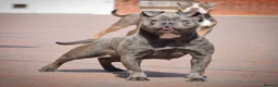 Olde English Bulldogge dogs for sale: 23 years experienced 5 star rated licensed and reg - Advert 7