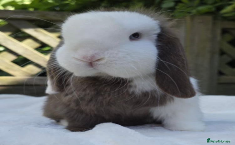 Mini Lop rabbits - Advert 13