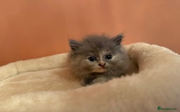 Ragdoll cats for sale: Ragdoll x British shorthair kittens - Advert 7