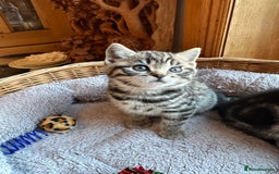 British Shorthair cats for sale: Pedigree Black Silver Tabby kittens  - Advert 13